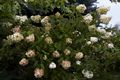 Hydrangea arborescens Annabelle IMG_5128 Hortensja krzewiasta
